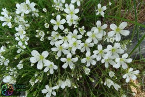 Minuartia laricifolia (1200 x 800).jpg_product